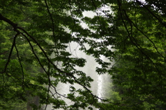 林と噴水　代々木公園　６月