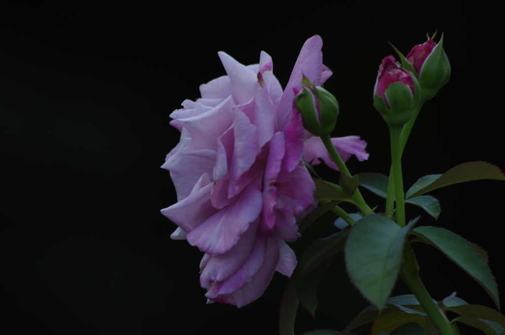 薔薇　3　ザ・プリンスパークタワー東京　7月末