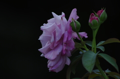 薔薇　3　ザ・プリンスパークタワー東京　7月末