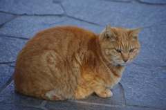 猫　日比谷公園
