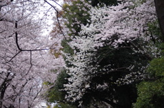 江戸川公園　桜　2