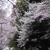 江戸川公園　桜　2