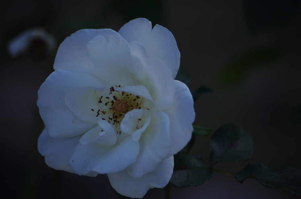 薔薇　6