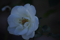 薔薇　6