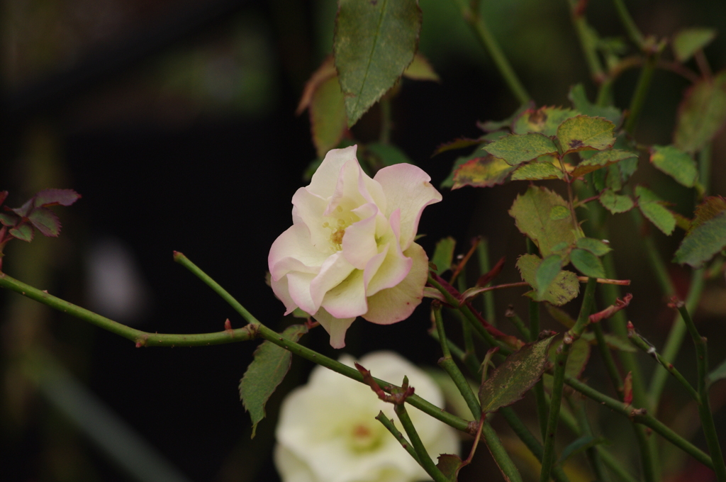 薔薇　1
