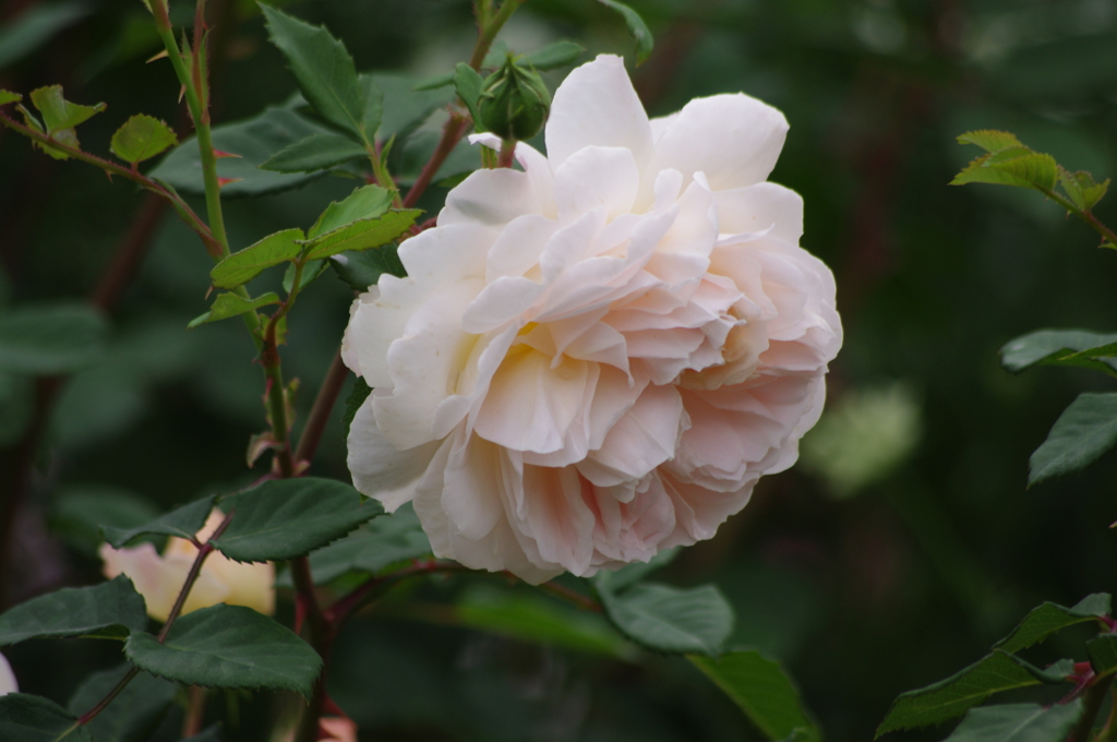薔薇　16　港が見える丘公園　５月