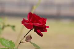 薔薇　6
