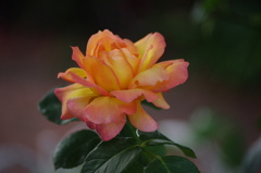 芝浦中央公園　６月　薔薇　7