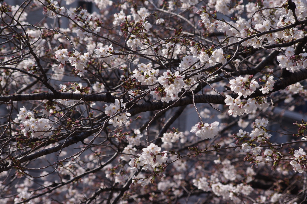 桜　1