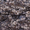 桜　1