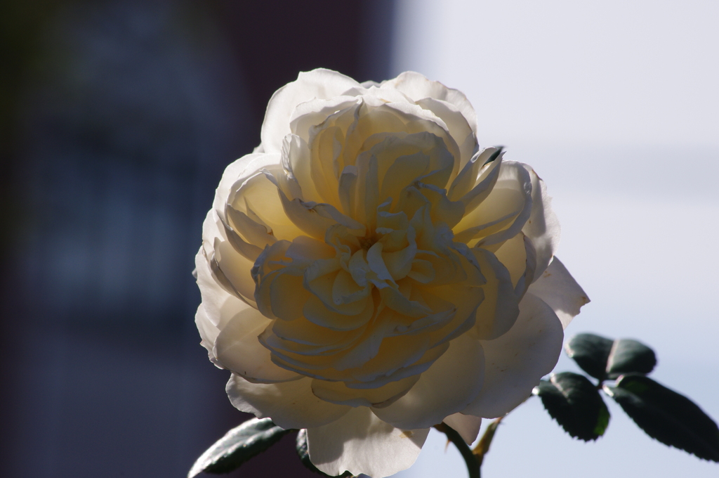 薔薇　7