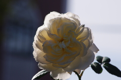 薔薇　7