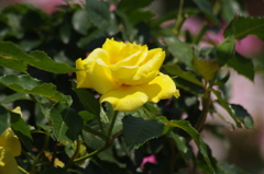 薔薇　3
