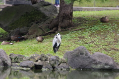 アオサギ　旧芝離宮庭園　９月