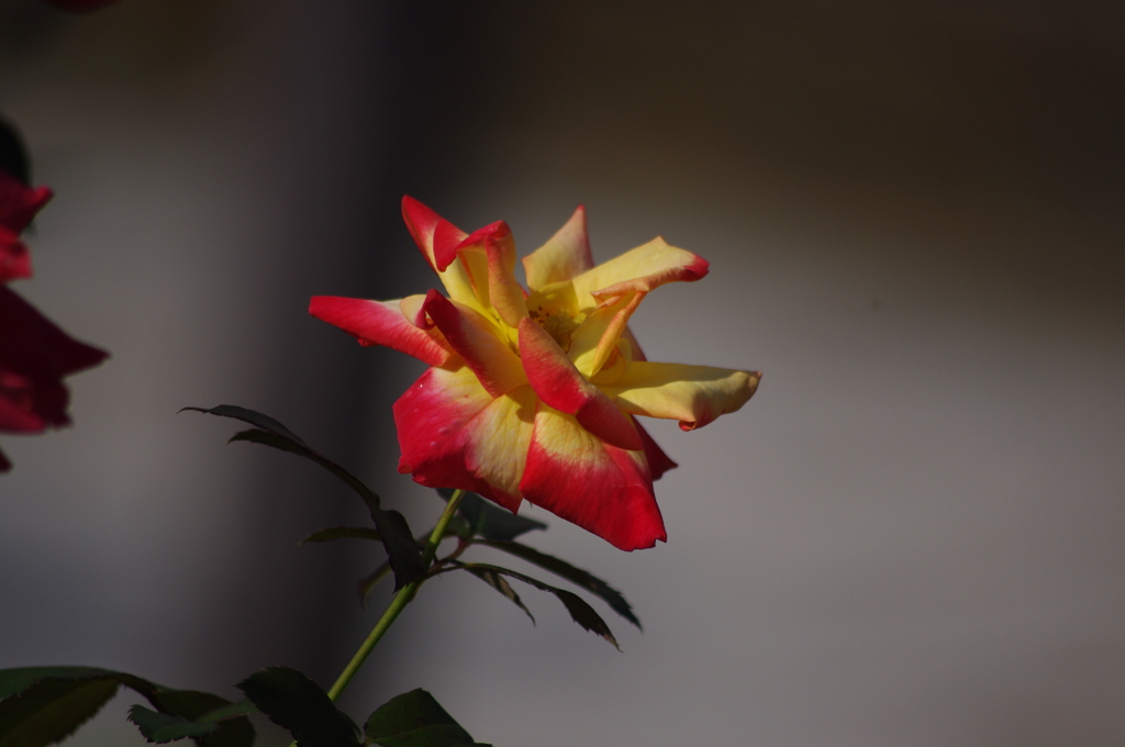 秋薔薇　6