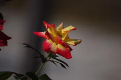 秋薔薇　6