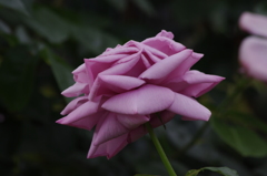 薔薇　3
