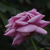 薔薇　3