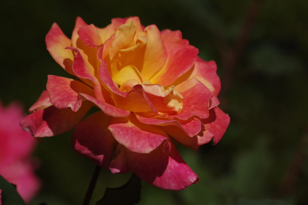 薔薇　45