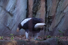 これぞワシ！　上野動物園