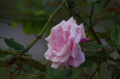 薔薇　6