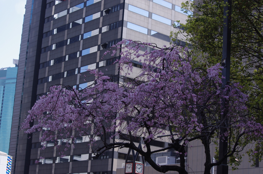 しだれ桜