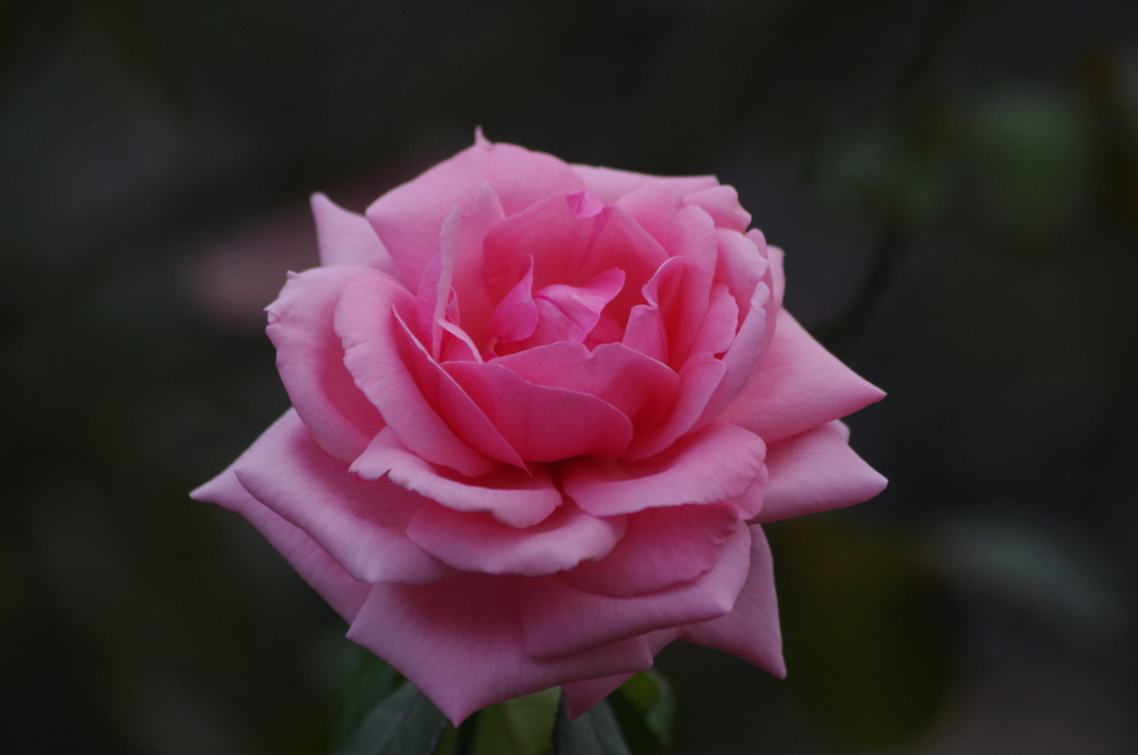 薔薇　14