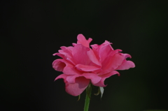 薔薇　4　ザ・プリンスパークタワー東京　7月末