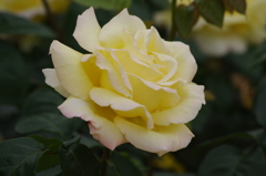 薔薇　32　山下公園　5月
