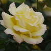 薔薇　32　山下公園　5月