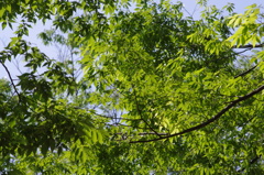 代々木公園　５月　新緑