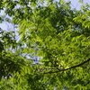 代々木公園　５月　新緑