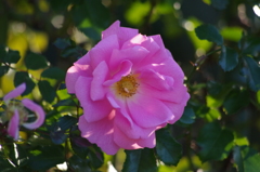 薔薇　１２月中旬　日比谷公園　2