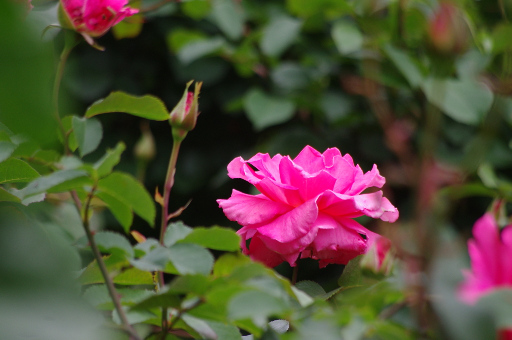 日比谷の薔薇　5