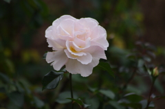 薔薇　8