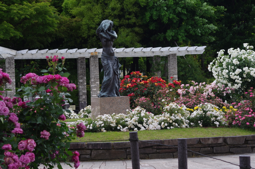 薔薇　1