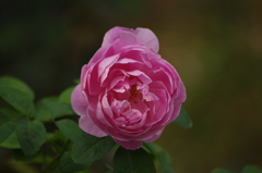 薔薇　1