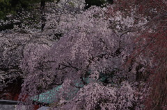 枝垂桜　3