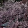 枝垂桜　3