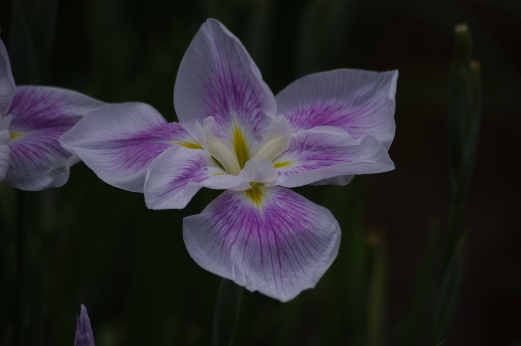 花菖蒲　6