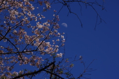 桜と真昼の月