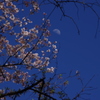 桜と真昼の月