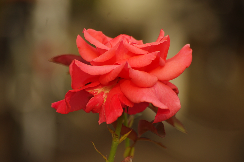 薔薇　1　芝浦中央公園　６月下旬