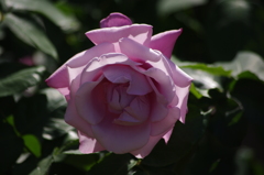 薔薇　9