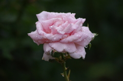 雨の中の薔薇　4　ザ・プリンスパークタワー東京