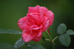 雨の中の薔薇　6　ザ・プリンスパークタワー東京