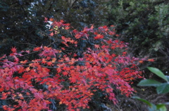 紅葉