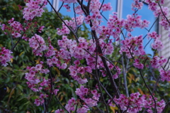桜　8