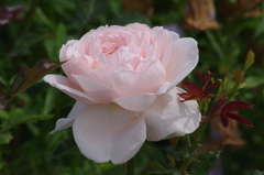 2016　５月　山下公園　薔薇　3