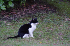 観光地？の猫